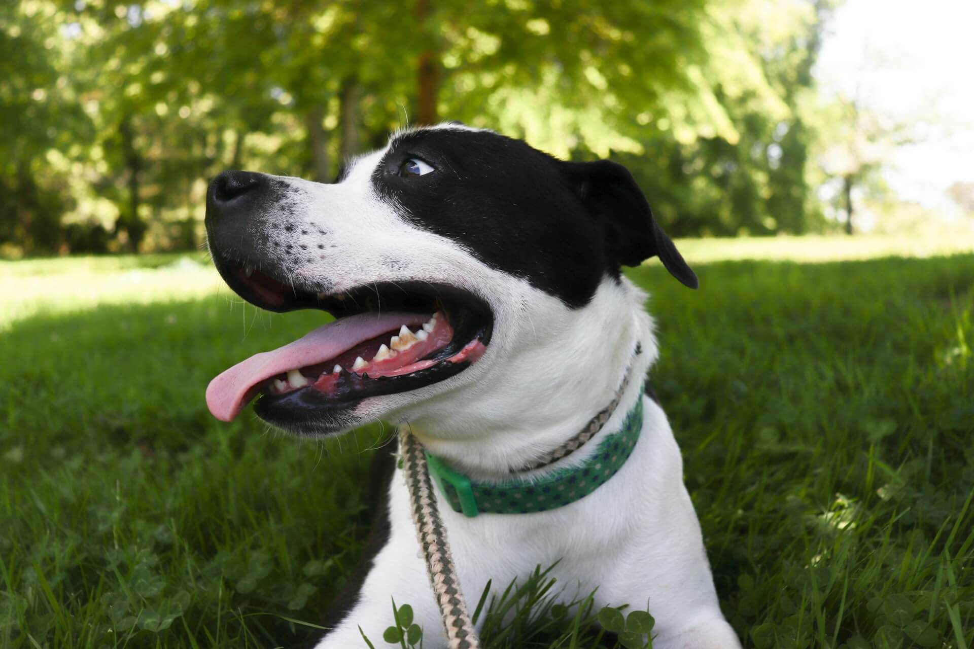 petdomain-pet-supplements-images-26-46